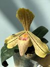 Paphiopedilum concolor var. longipetalum 